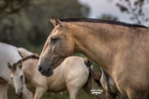Melodia du Castel - Jument pur-sang Lusitanien - Marie Tardieu - élevage de Lusitaniens pur-sangs - écurie de dressage - Arles